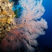 seafan_cc_v_0705_png1697.jpg